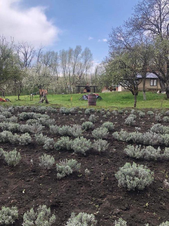 Casa Rurala Cu Livada Lavandra Campina Esterno foto